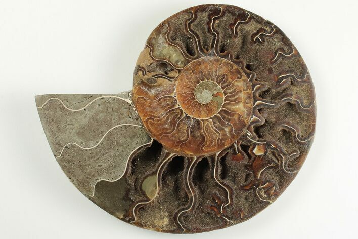 Cut & Polished Ammonite Fossil (Half) - Madagascar #200086